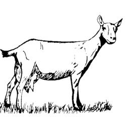 Coloring page: Goat (Animals) #2478 - Free Printable Coloring Pages