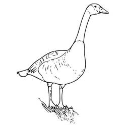 Coloring page: Goose (Animals) #11642 - Free Printable Coloring Pages