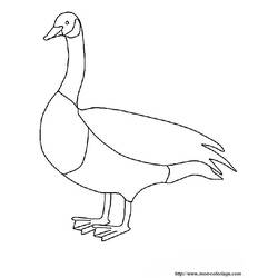 Coloring page: Goose (Animals) #11661 - Free Printable Coloring Pages
