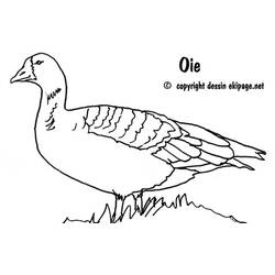 Coloring page: Goose (Animals) #11670 - Free Printable Coloring Pages