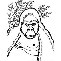 Coloring page: Gorilla (Animals) #7431 - Free Printable Coloring Pages