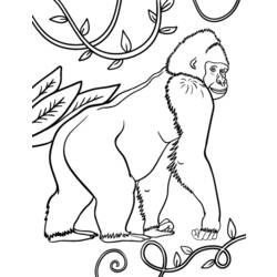 Coloring page: Gorilla (Animals) #7442 - Free Printable Coloring Pages