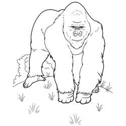 Coloring page: Gorilla (Animals) #7477 - Free Printable Coloring Pages