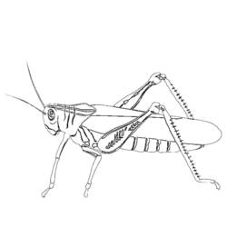 Coloring page: Grasshopper (Animals) #19790 - Free Printable Coloring Pages