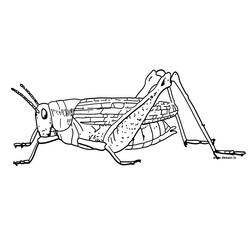 Coloring page: Grasshopper (Animals) #19791 - Free Printable Coloring Pages