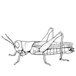 Coloring pages: Grasshopper - Free Printable Coloring Pages