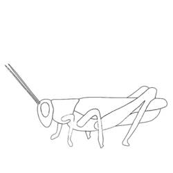 Coloring page: Grasshopper (Animals) #19820 - Free Printable Coloring Pages