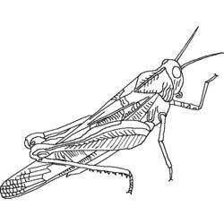 Coloring page: Grasshopper (Animals) #19821 - Free Printable Coloring Pages