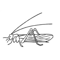 Coloring page: Grasshopper (Animals) #19822 - Free Printable Coloring Pages
