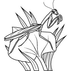 Coloring page: Grasshopper (Animals) #19839 - Free Printable Coloring Pages