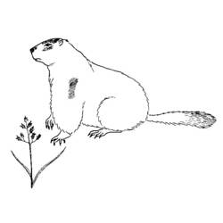 Coloring page: Groundhog (Animals) #10897 - Free Printable Coloring Pages