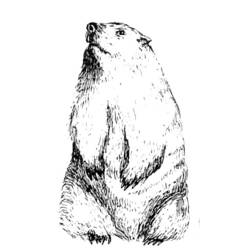 Coloring page: Groundhog (Animals) #10910 - Free Printable Coloring Pages