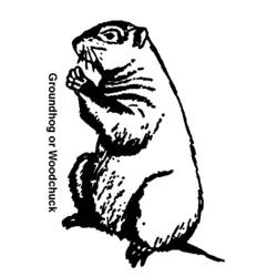 Coloring page: Groundhog (Animals) #10921 - Free Printable Coloring Pages