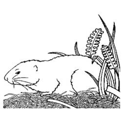 Coloring page: Guinea Pig (Animals) #18494 - Free Printable Coloring Pages