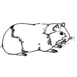 Coloring page: Guinea Pig (Animals) #18497 - Free Printable Coloring Pages