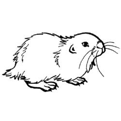 Coloring page: Guinea Pig (Animals) #18512 - Free Printable Coloring Pages