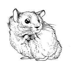 Coloring page: Hamster (Animals) #8042 - Free Printable Coloring Pages