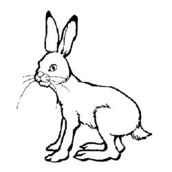 Coloring page: Hare (Animals) #10078 - Free Printable Coloring Pages