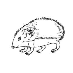 Coloring page: Hedgehog (Animals) #8262 - Free Printable Coloring Pages