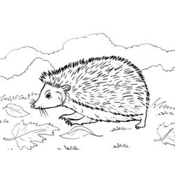 Coloring page: Hedgehog (Animals) #8276 - Free Printable Coloring Pages