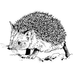 Coloring page: Hedgehog (Animals) #8302 - Free Printable Coloring Pages