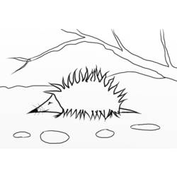 Coloring page: Hedgehog (Animals) #8324 - Free Printable Coloring Pages