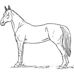 Coloring page: Horse (Animals) #2256 - Free Printable Coloring Pages