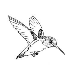 Coloring page: Humming-bird (Animals) #3783 - Free Printable Coloring Pages