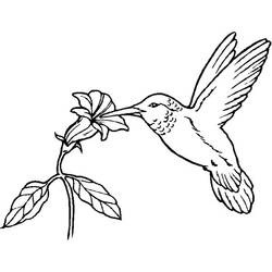 Coloring page: Humming-bird (Animals) #3786 - Free Printable Coloring Pages