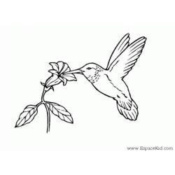 Coloring page: Humming-bird (Animals) #3793 - Free Printable Coloring Pages