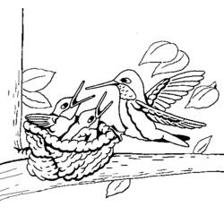 Coloring page: Humming-bird (Animals) #3796 - Free Printable Coloring Pages