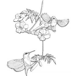 Coloring page: Humming-bird (Animals) #3814 - Free Printable Coloring Pages