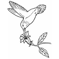 Coloring page: Humming-bird (Animals) #3820 - Free Printable Coloring Pages