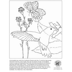 Coloring page: Humming-bird (Animals) #3827 - Free Printable Coloring Pages