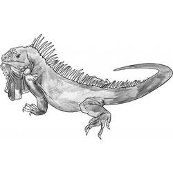 Coloring page: Iguana (Animals) #8936 - Free Printable Coloring Pages