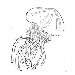 Coloring page: Jellyfish (Animals) #20539 - Free Printable Coloring Pages