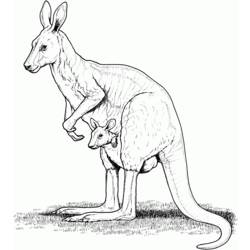 Coloring page: Kangaroo (Animals) #9209 - Free Printable Coloring Pages