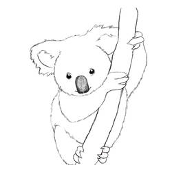 Coloring page: Koala (Animals) #9305 - Free Printable Coloring Pages