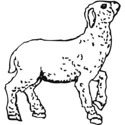 Coloring page: Lamb (Animals) #250 - Free Printable Coloring Pages