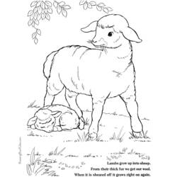 Coloring page: Lamb (Animals) #268 - Free Printable Coloring Pages