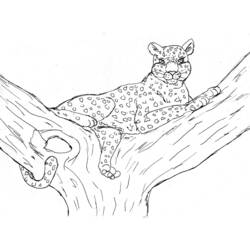 Coloring page: Leopard (Animals) #9722 - Free Printable Coloring Pages