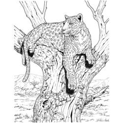 Coloring page: Leopard (Animals) #9770 - Free Printable Coloring Pages