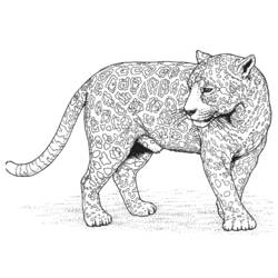 Coloring page: Leopard (Animals) #9817 - Free Printable Coloring Pages