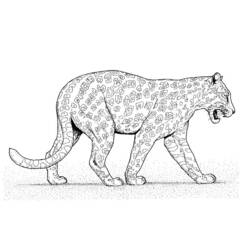 Coloring page: Leopard (Animals) #9859 - Free Printable Coloring Pages