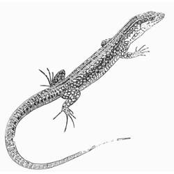 Coloring page: Lizards (Animals) #22296 - Free Printable Coloring Pages