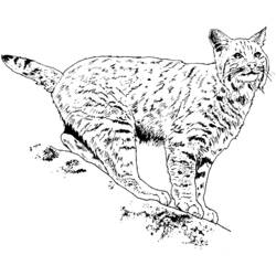 Coloring page: Lynx (Animals) #10794 - Free Printable Coloring Pages