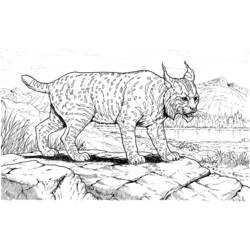 Coloring page: Lynx (Animals) #10796 - Free Printable Coloring Pages
