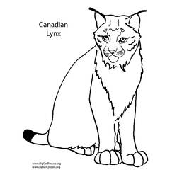 Coloring page: Lynx (Animals) #10808 - Free Printable Coloring Pages
