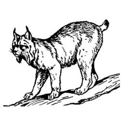 Coloring page: Lynx (Animals) #10812 - Free Printable Coloring Pages