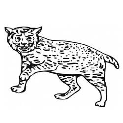 Coloring page: Lynx (Animals) #10816 - Free Printable Coloring Pages